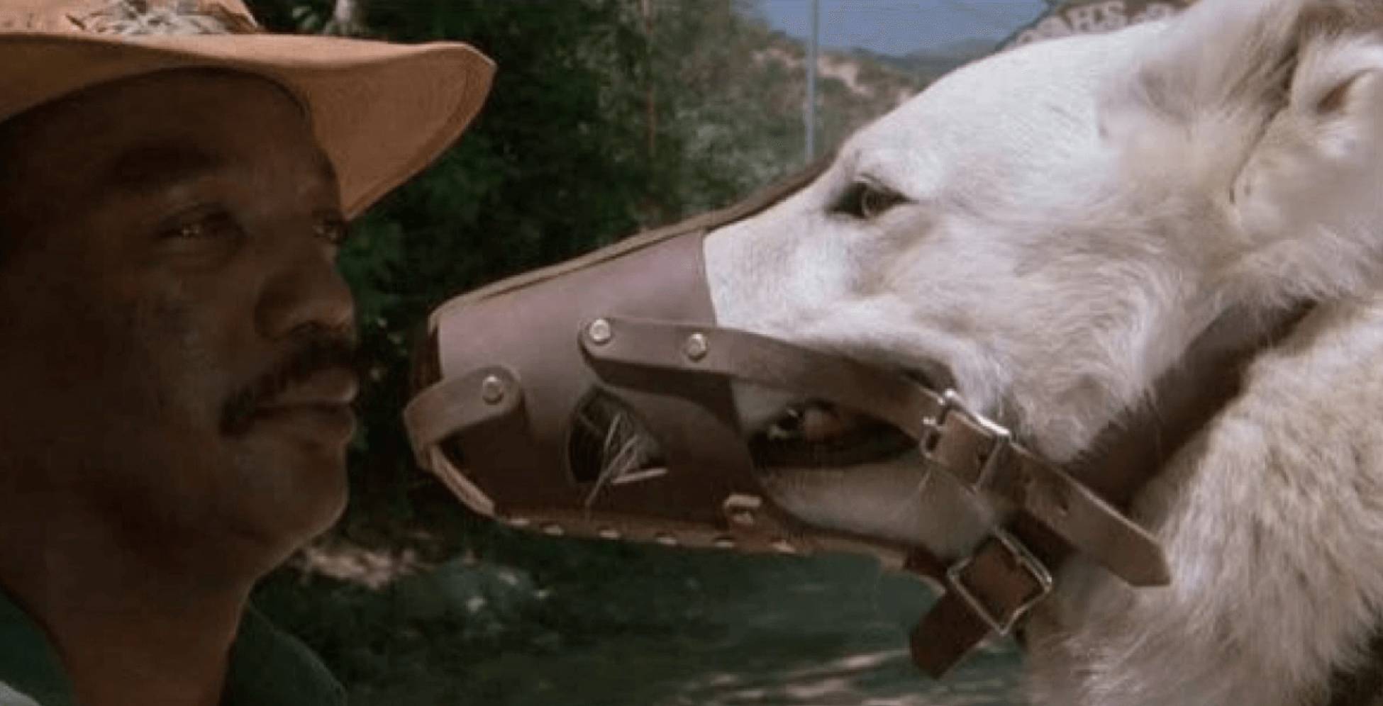 《White Dog 》（1982）