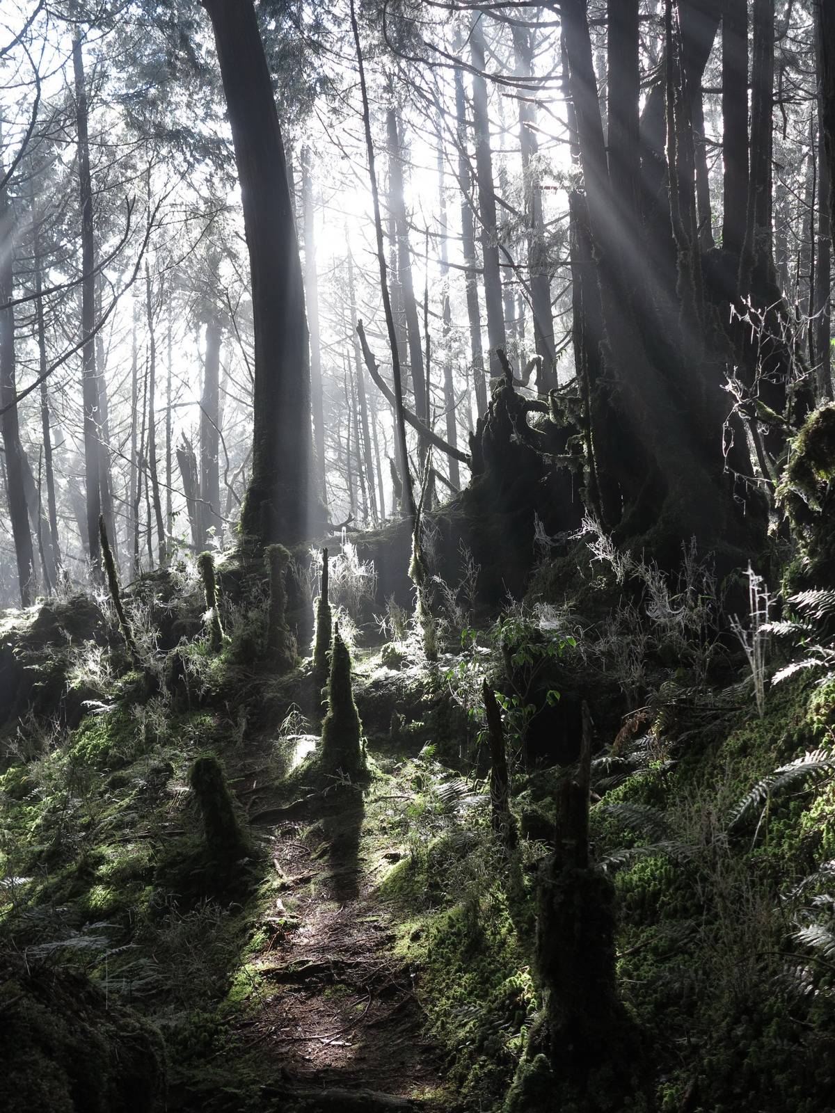 全世界第一條「寂靜山徑」（圖片由太平山森林遊樂區提供）