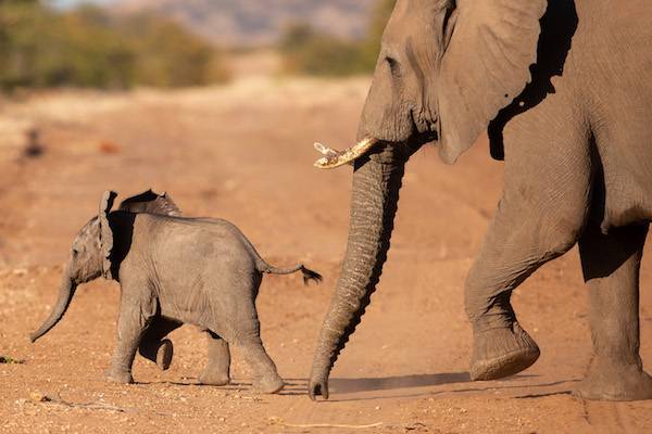 南非「鑽石之路」，威尼斯林波波自然保護區自由漫步的大象。