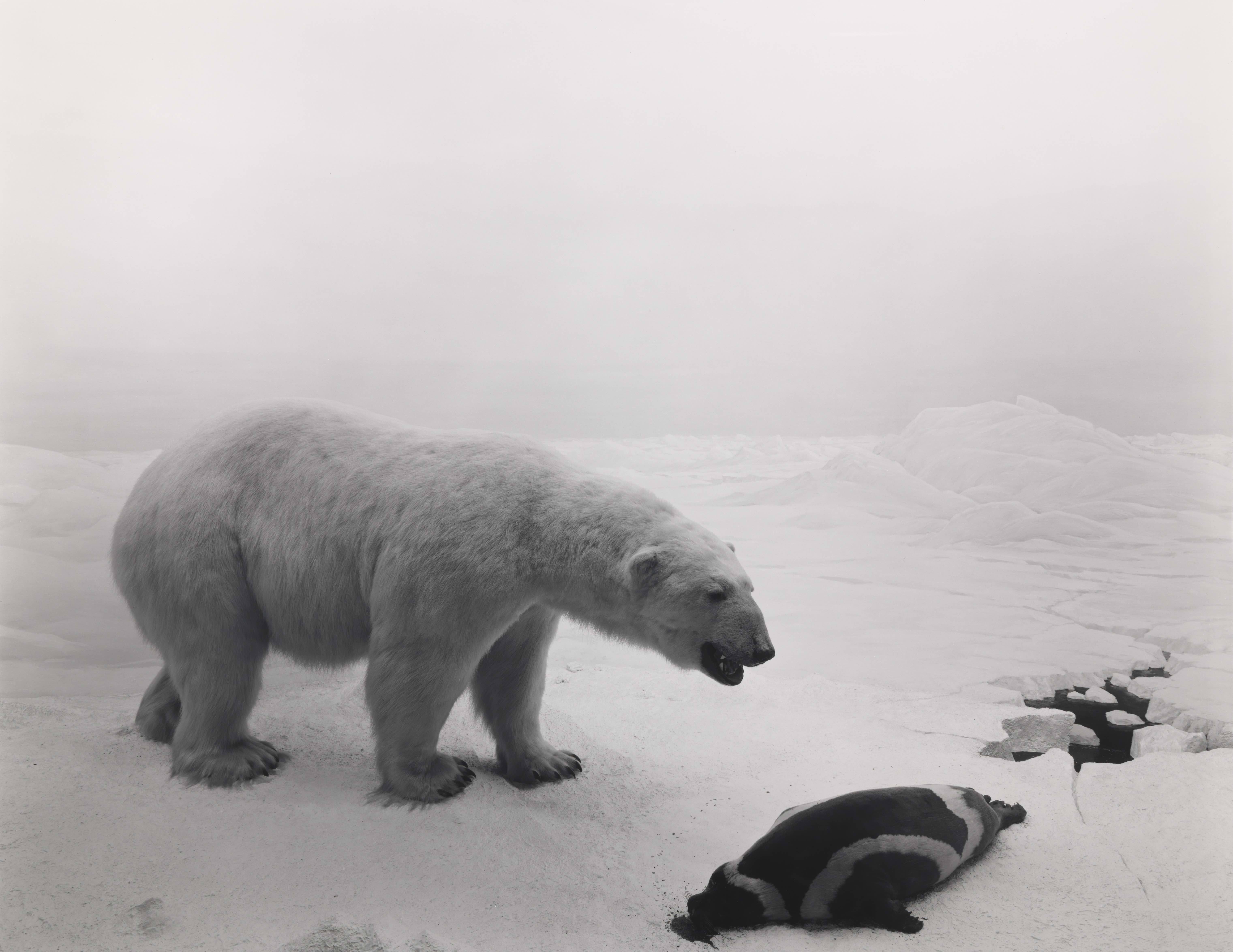 Hiroshi Sugimoto, Polar Bear, 1976. © Hiroshi Sugimoto（圖片來源：Hiroshi Sugimoto）